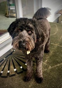 Nacho office poodle dog